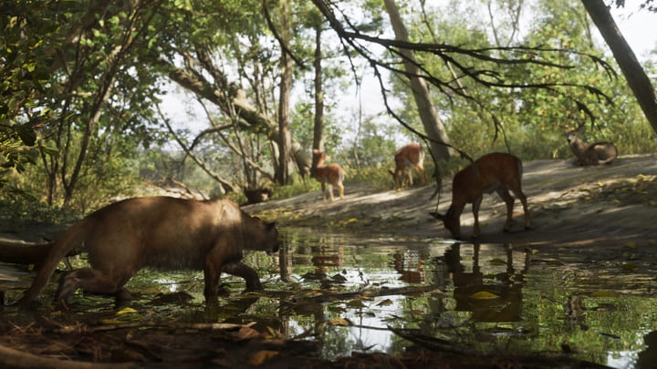 Un puma et des cerfs près d'un point d'eau dans la forêt de Mount Kalaga