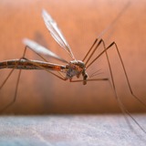 HG HGX contre les moustiques et les mouches, Insecticide 