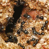HG HGX poudre de fourmis 75gr, Insecticide 